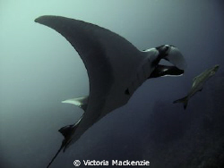 Lovely Manta, yay! by Victoria Mackenzie 